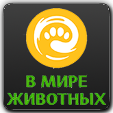 В мире животных HD orig